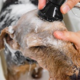 『光マイクロバブル・イノベーション(5500回記念)(48)』の画像