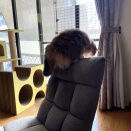 妄想猫と妄想飼い主