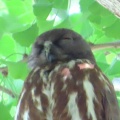 2026天然記念物大銀杏でアオバズクを撮る4🦉📸（足利市鑁阿寺）