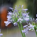 雨音はショパンかベートヴェンか