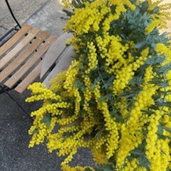 ミモザ日和①