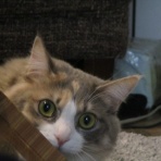 猫にゃ～にゃ～