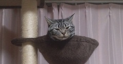 実物のﾈｺﾁｬﾝたちセカンド75