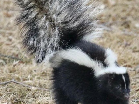 アメリカ人「え、これ世界中に生息してないんだと驚いた動物は何？」