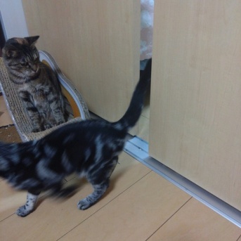 実物のﾈｺﾁｬﾝたちセカンド113