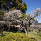 『町田・薬師池公園の梅園　2024/03/22』の画像