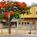 なんとカウアイ島のカウアイ・コーヒーは事業終了ですと〜⁉︎