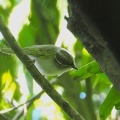 2026年5月5日の野鳥公園