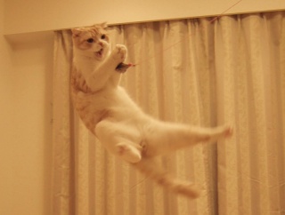 元祖跳ぶ猫。