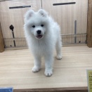 お店の子紹介🐕