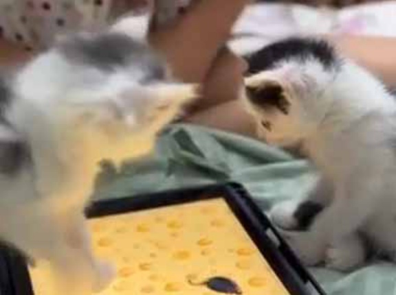 かわいい２人がタブレットで遊ぼうとしていた。ゲームよりもリアルが良い！ → たたかいが始まった…