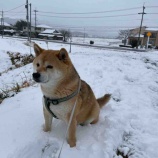 『雪やわ〜』の画像