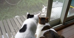 やさしいねこ　１４