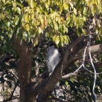 お城と淀川の鳥撮り記