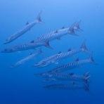 石垣島ダイビングブログ