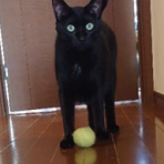 我が家の猫にゃんず