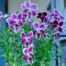 夜中の更新　季節の移ろい