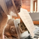 飼い主のピアノに興味津々すぎる猫たち