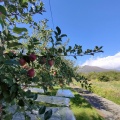 秋の旅2日目〜津軽の秀峰、岩木山とリンゴ🍎‼️青森県→秋田県