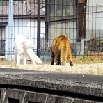 マラソンと右脳生活