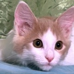 猫だらけ