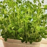 『いざという時の野菜を準備する』の画像