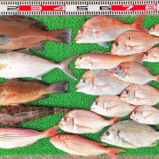 2025年12月8日　釣果