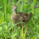 2026年9月3日の野鳥公園