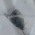 昆虫観察
