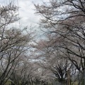 埼玉ツーは雨天予報で中止にしましょう