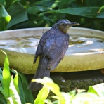 野鳥の観察を都内で