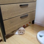 ”猫おでん”あり〼。