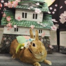 4月29日のグルーミングフォト