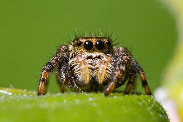 ハエトリグモ なつく