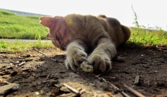 続々・ネッコハンターが猟果を貼るスレ
