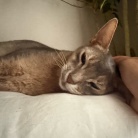 朝一番の猫たち