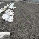 元気なニンニクと元気のない玉ねぎ^^;