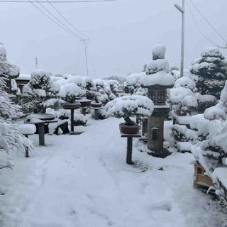 雨竹 盆栽 水石 便り