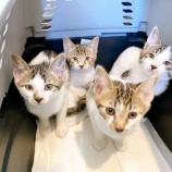 『【子猫】４頭の兄弟を受け入れました』の画像