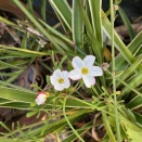 オキザリス、マンリョウ、キルタンサス、クリスマスローズ