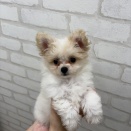 ☆新入荷ワンちゃんご紹介☆