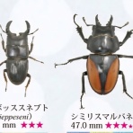 クワガタ備忘録