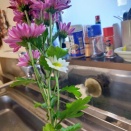 ピンクの菊の一枝が白い花