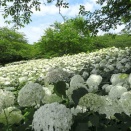 【埼玉】梅雨を彩る宝石箱 幸手権現堂桜堤と秩父美の山公園のアジサイ