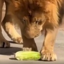 肉食だもの。ライオンさん、レタスを齧ってこの表情