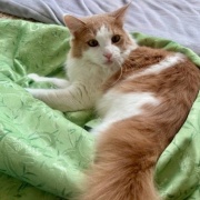 メルシーを迎えて変わったことと猫の魅惑的な足