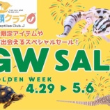 『ゴールデンウィークセール内容～part1～　新入荷も！！』の画像