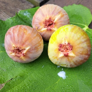 減農薬野菜、果物、お花、こだわりのうつわのお店　- 花うつわ大地（花咲農園） -