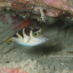 南紀白浜「ミスオーシャンダイビングサービス」今日の海ログ