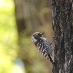 治水緑地の野鳥日記